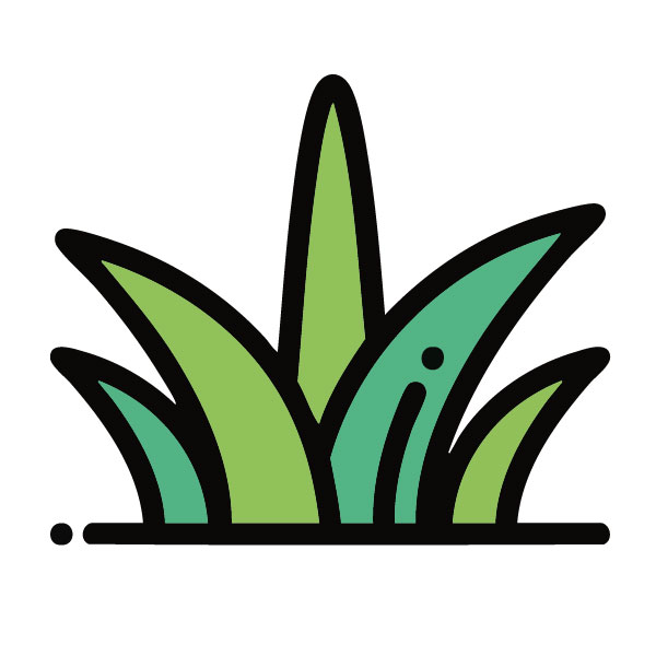 種植貓草