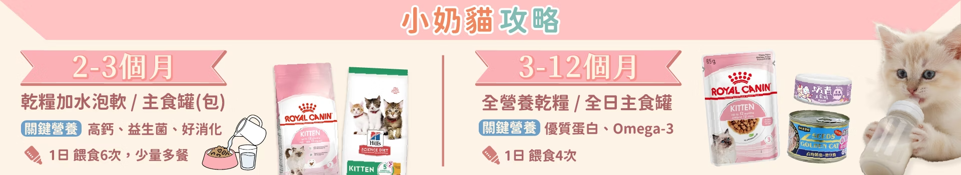 1776849504_2幼貓 複本.jpg.png