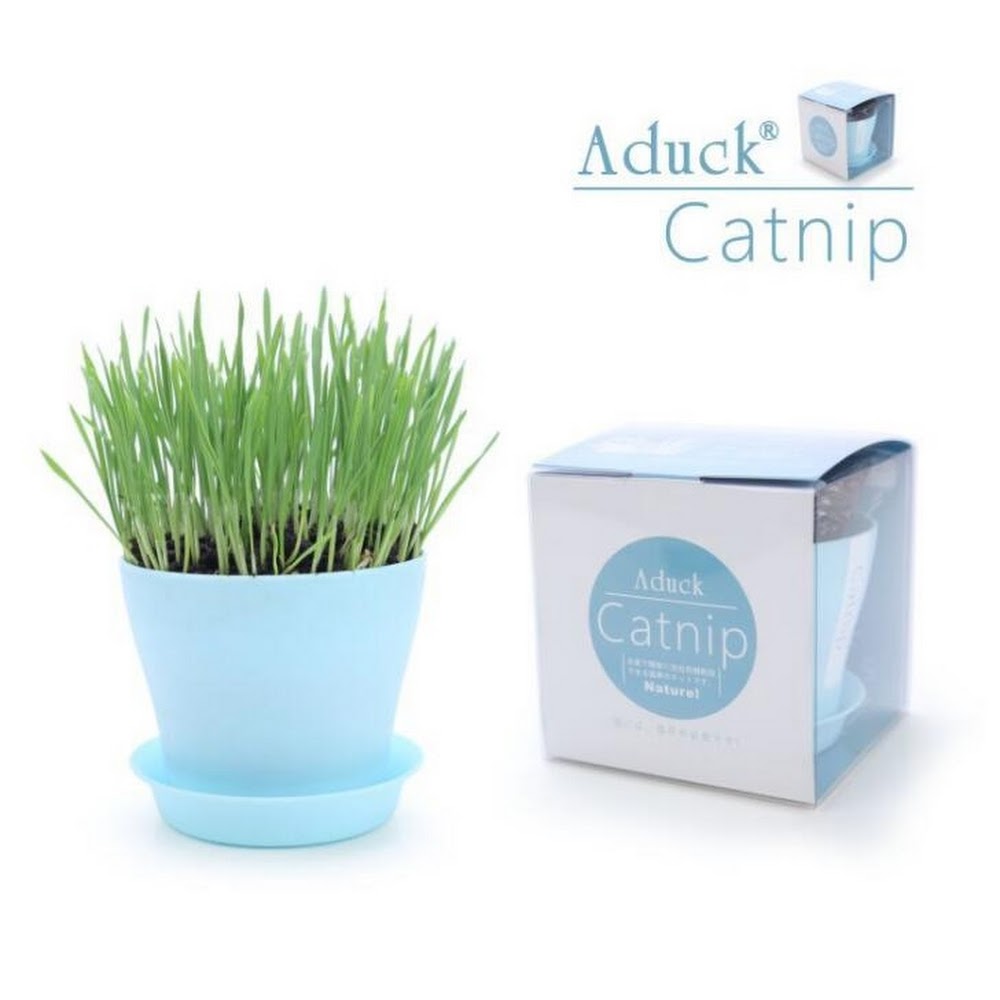 Aduck Catnip DIY 種植天然吐毛球貓草套裝 小麥草 (顏色隨機)