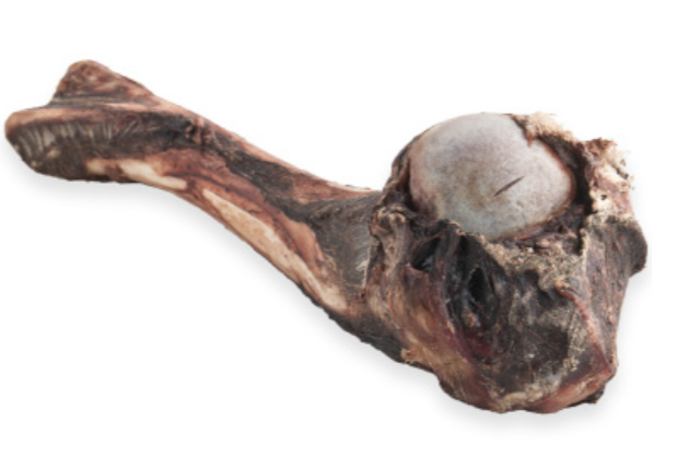 Dear Deer – Deer Femur 鹿大腿骨.png